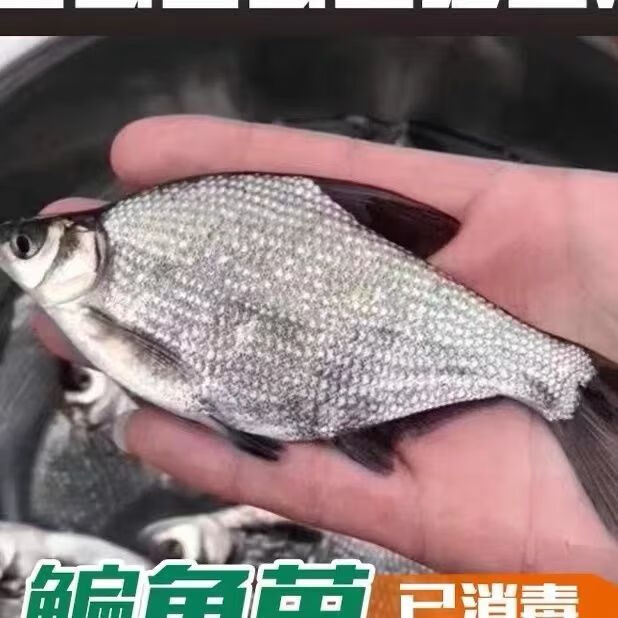 鳊鱼广东鳊三角鲂武昌鱼鳊鱼苗团头鳊长身鳊杂交鳊柳叶鳊公分大头 3-5