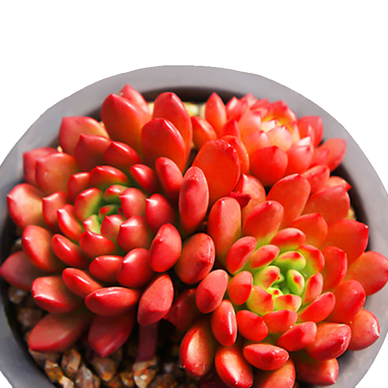 墨一(moyi)多肉植物红宝石群生组合盆栽植物小盆栽花卉爱萌肉肉室内