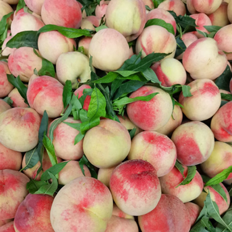 突围脆桃湖北襄阳新鲜现摘水果当季桃子吃货孕妇脆桃甜桃大果 8斤装