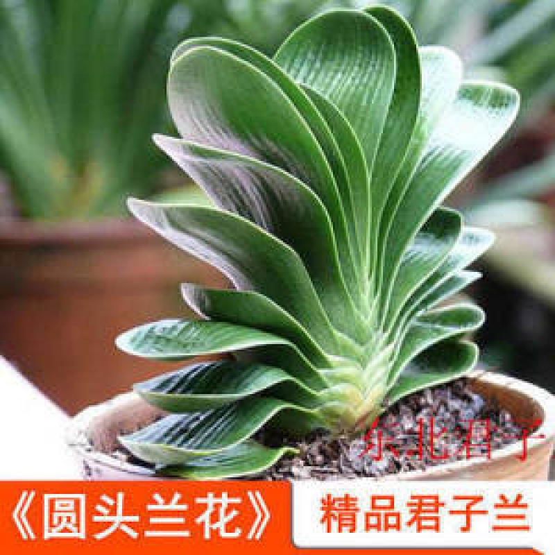 南非新品君子兰盆栽室内植物君子兰花苗四季花卉君子兰植物兰花苗