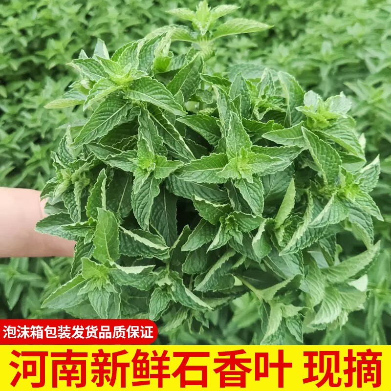 河南大叶十香菜新鲜石香菜麝香菜调味菜自家种植现摘现发 500g