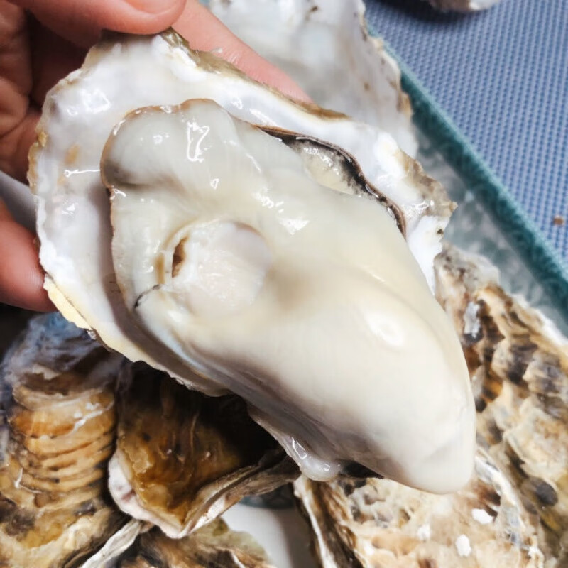 乳山生蚝鲜活生蚝肉新鲜大牡蛎带壳海蛎子贝类海鲜水产整箱 3xl90