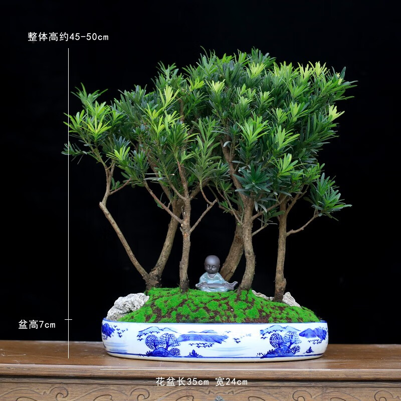 ���������HANLINYIJING��СҶȸ���޺����辰ֲ����׮������׮������ֲ�����칫���������� �����޺��ɡ������໨�ɡ� 298Ԫ