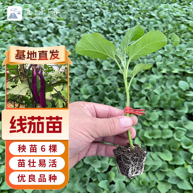 九千谷茄子苗 蔬菜苗大全菜苗种苗各种秧苗幼苗农家菜园 线茄苗6棵