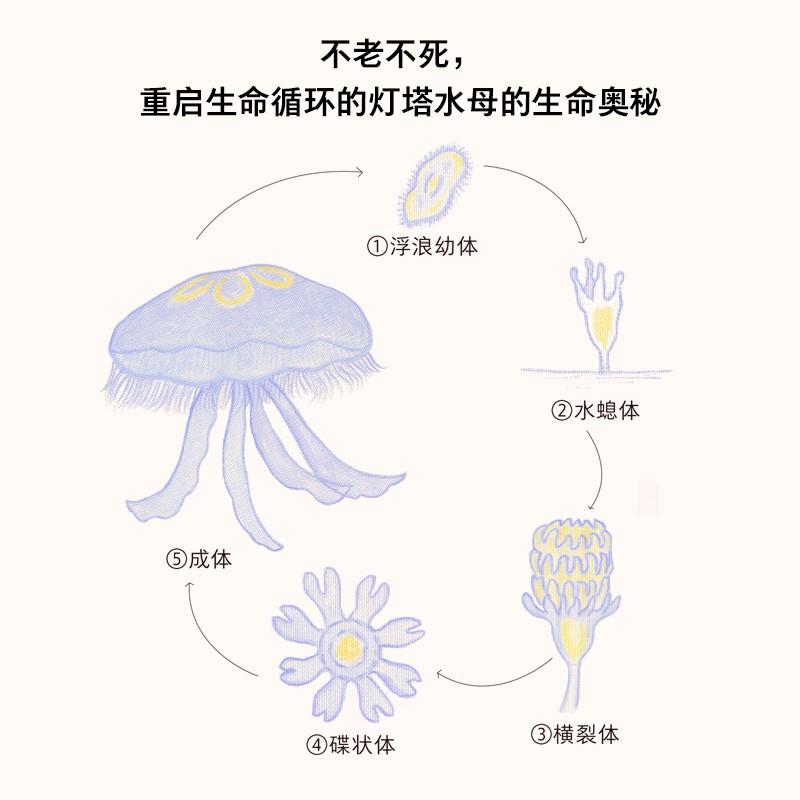 自营【入选爱阅100推荐阅读小学书单】每个生命都重要 给孩子的生命教育书 29种隐藏进化的奥秘生物 风靡日本的动物生死书 中信出版社