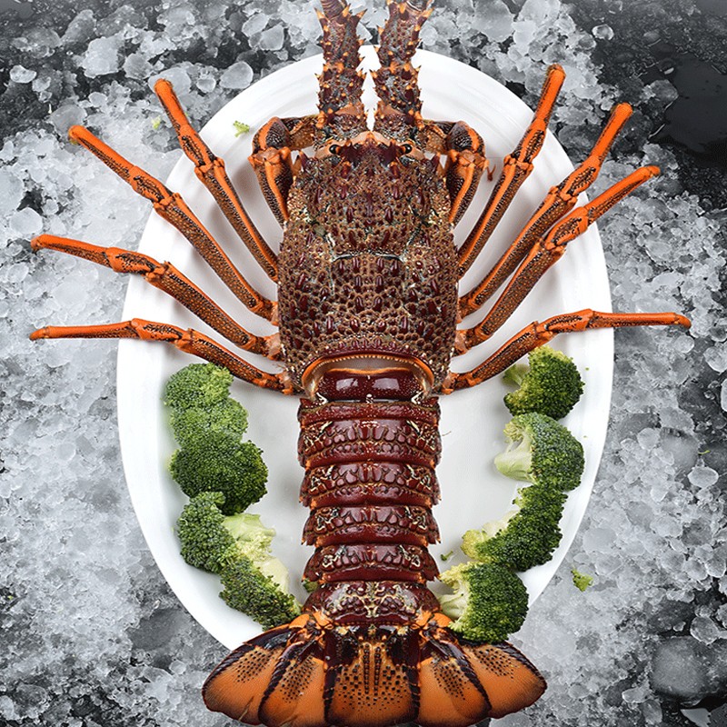 三蟹岛【活鲜】超大龙虾 澳龙 红龙虾 澳洲龙虾 鲜活进口波士顿大龙虾