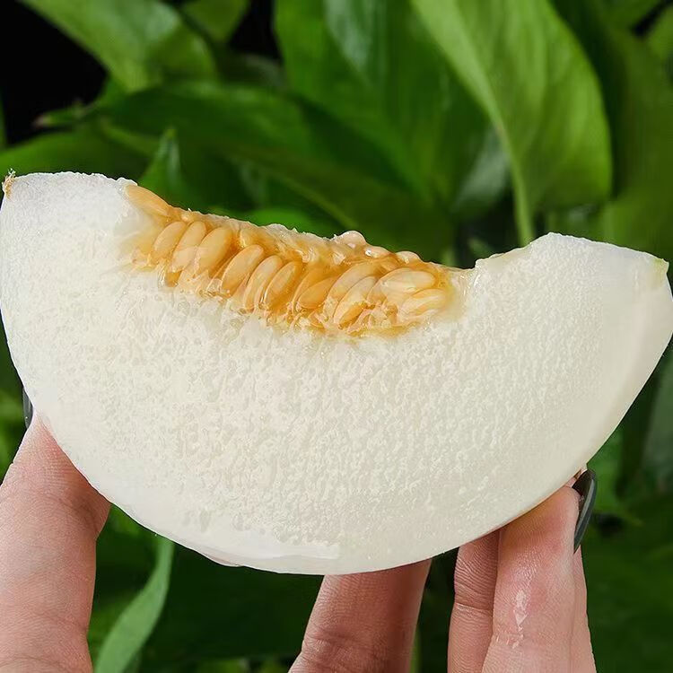 田园东方 ORIENT IDYLL陕西阎良甜瓜 软甜香瓜(红白肉随机放软再吃)新鲜水果生鲜带箱 5斤单果400g起步净重4.5斤