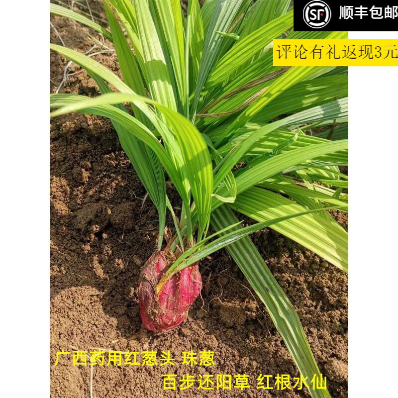 广西药用红葱头 珠葱 百步还阳草 红根水仙花 可做种苗 250g