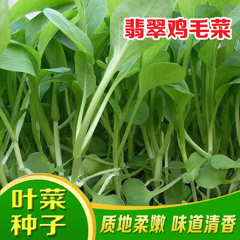 冠四季鸡毛菜种子上海小油菜种籽青菜速生小白菜种子口感嫩四季盆栽