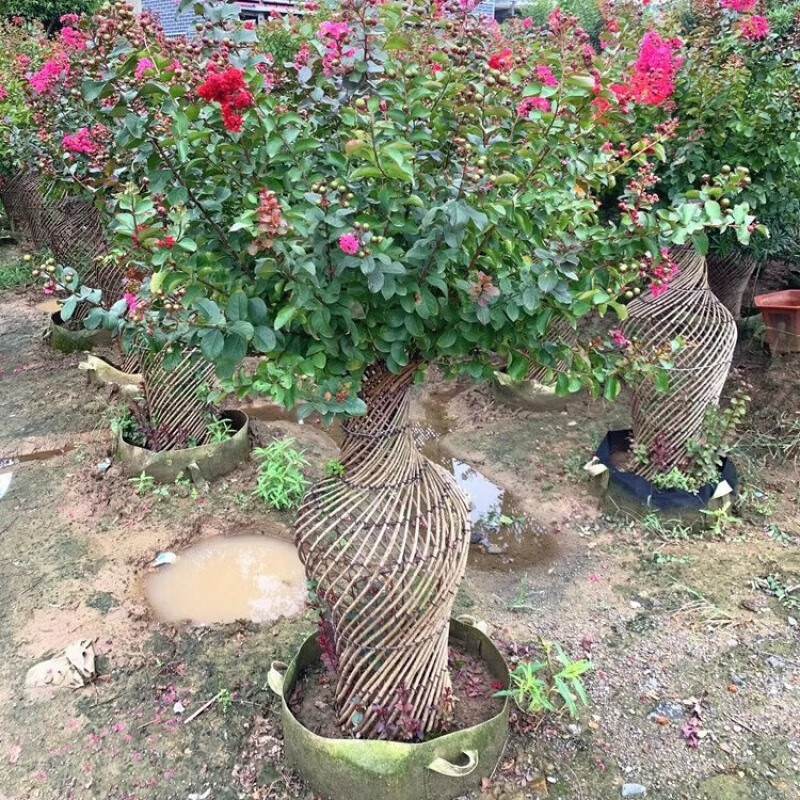 草庄樱之恋 紫薇造型花瓶紫薇花瓶桂花花瓶海棠花瓶别墅庭院造型树风