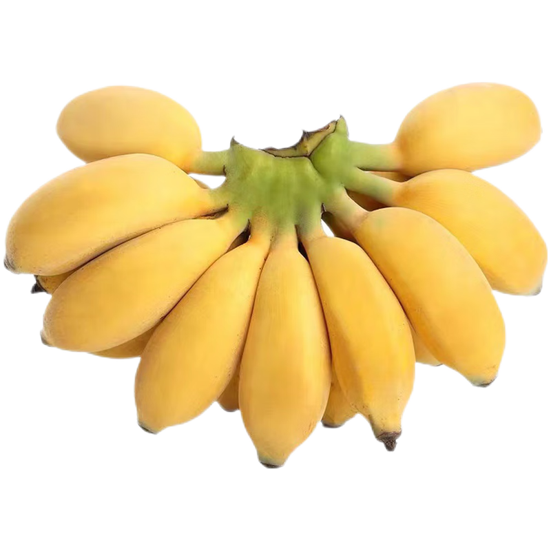 立始广西正宗小米蕉新鲜香蕉粉糯香蕉酸甜小香蕉现砍青色现发特产带箱 3斤 (2份合发9斤)