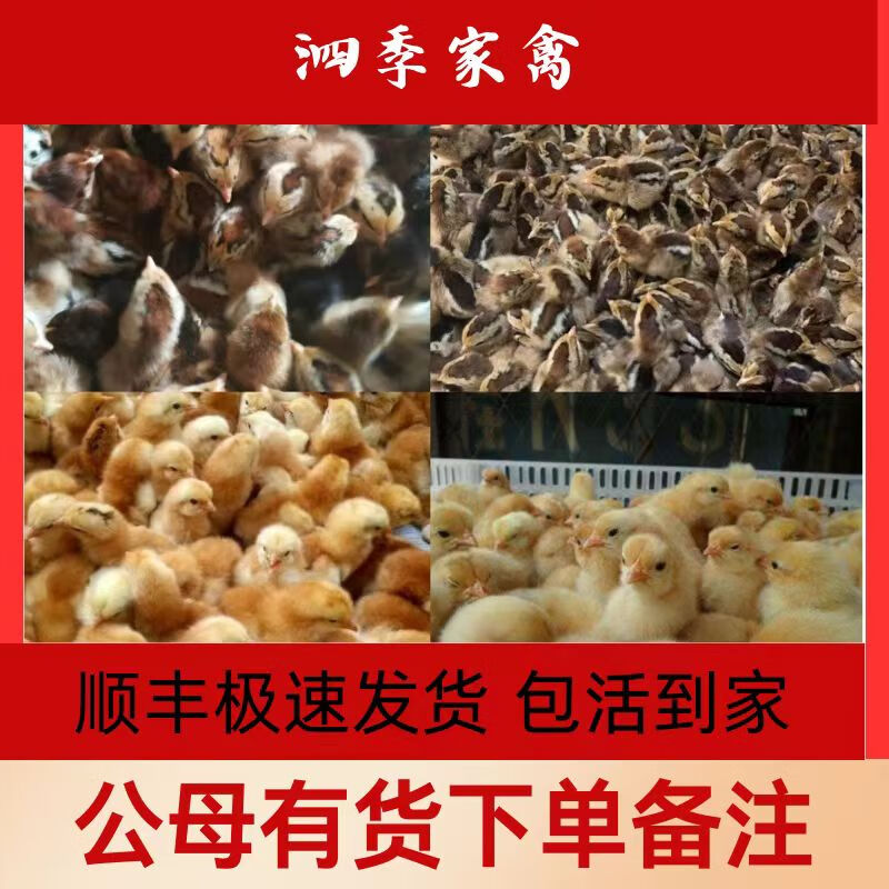 苗土鸡活苗小鸡苗活五黑鸡苗小鸡苗麻鸡 优质三黄鸡(30只装)备注公母