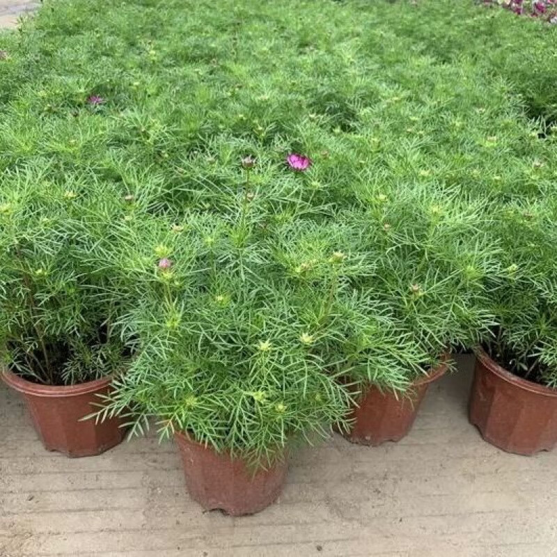 醉春木波斯菊鲜花盆栽格桑花盆栽花卉阳台庭院喜阳带花苞容易养循环