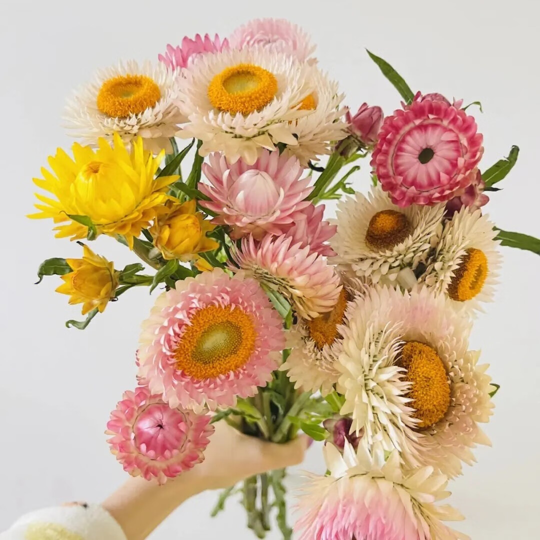 麦秆菊种子腊菊干花菊景观绿化盆栽花阳台园艺切花种籽子 麦杆菊 混色