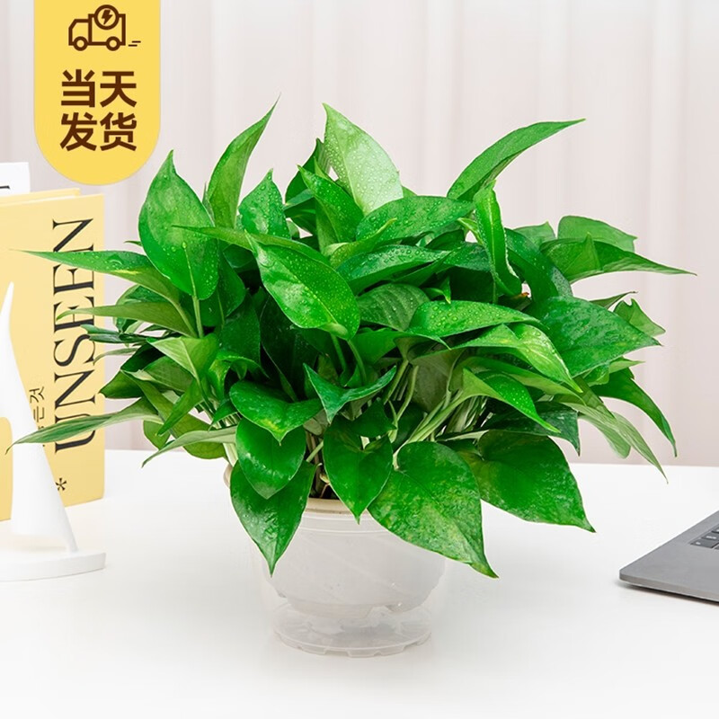 樱霞【顺丰上门】广州发货长藤大叶绿萝盆栽垂吊带自动吸水盆室内阳台