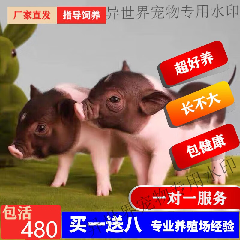 网红纯种泰国宠物小香猪活体宠物猪好养长不大超可爱萌宠迷你小猪