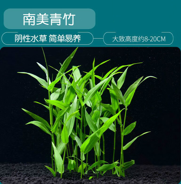 鱼缸造景阴性水草淡水植物活懒人南美青竹玉竹免栽种新手中后景 南美