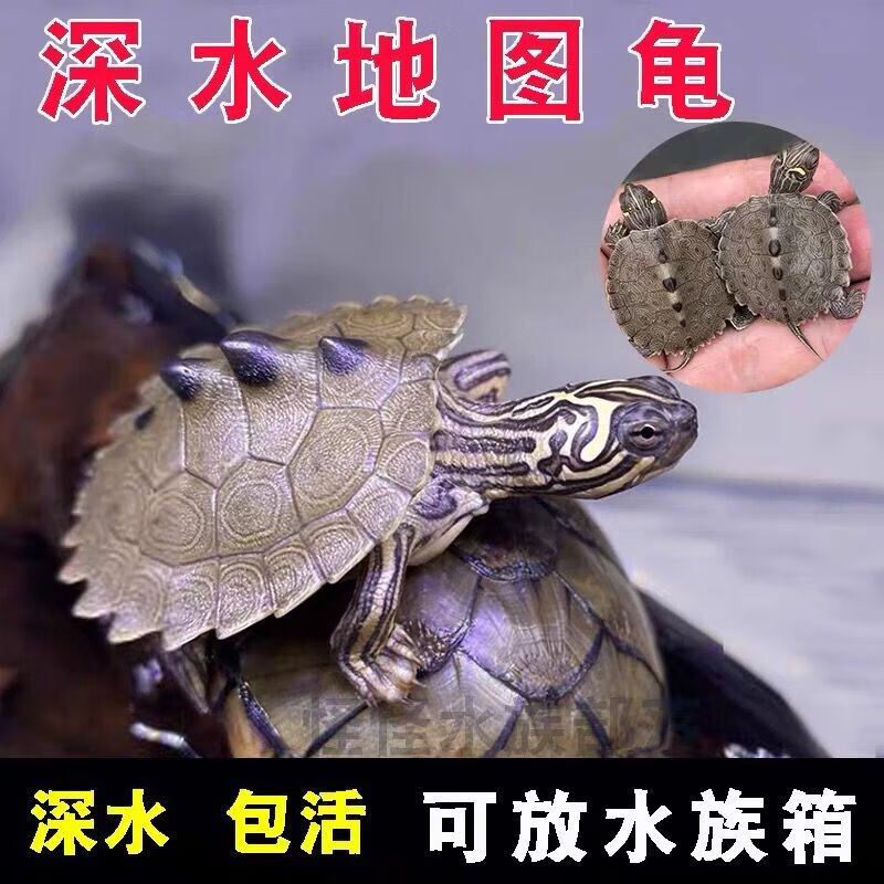 地图龟活体深水龟观赏小乌龟活体小宠物密西西比地图龟黑瘤地图龟 5-6