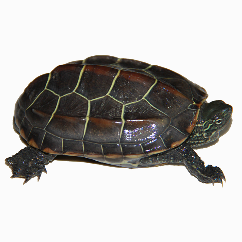 真外塘5-6厘米 2只情侣(安徽草龟)