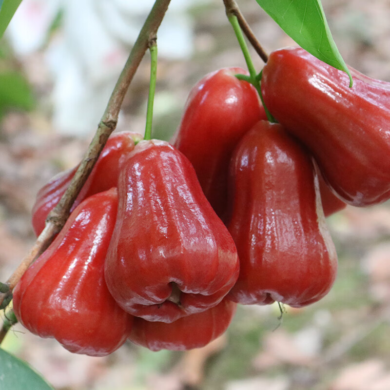 独爱(duar)海南黑金刚莲雾飞弹黑珍珠黑钻石翡翠玉当季新鲜孕妇水果 1