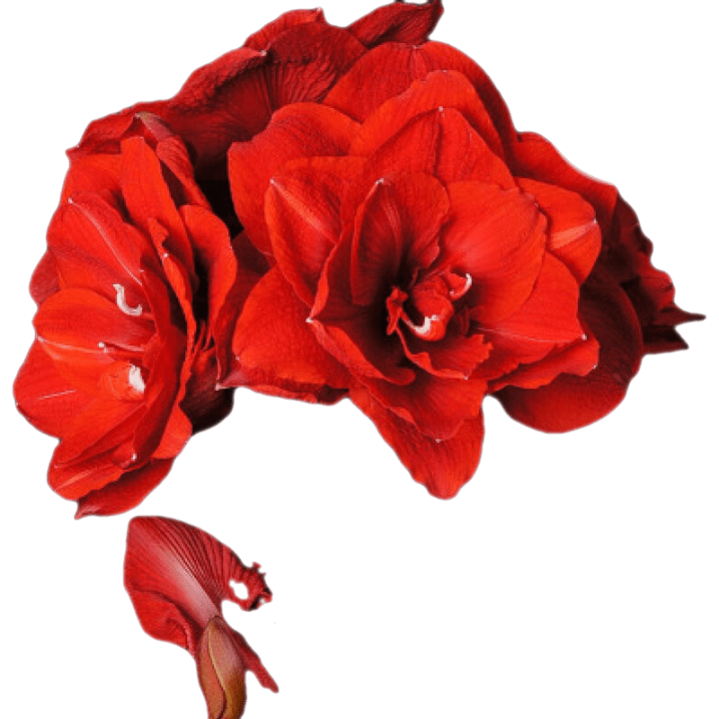 ONESAIDذ춥򳬴Իļֲ ӣܽ30-32CM(30ɿ) Ĭ1 65.5Ԫ