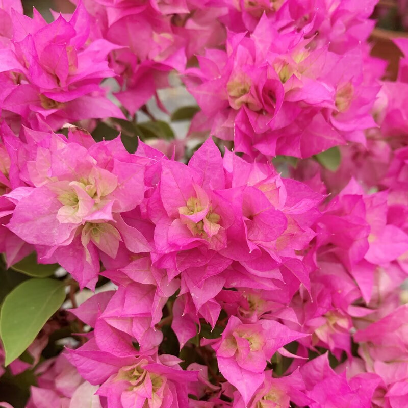 步恋 三角梅盆栽树苗重瓣爬藤老桩庭院攀援植物多色阳台花卉盆景 重瓣