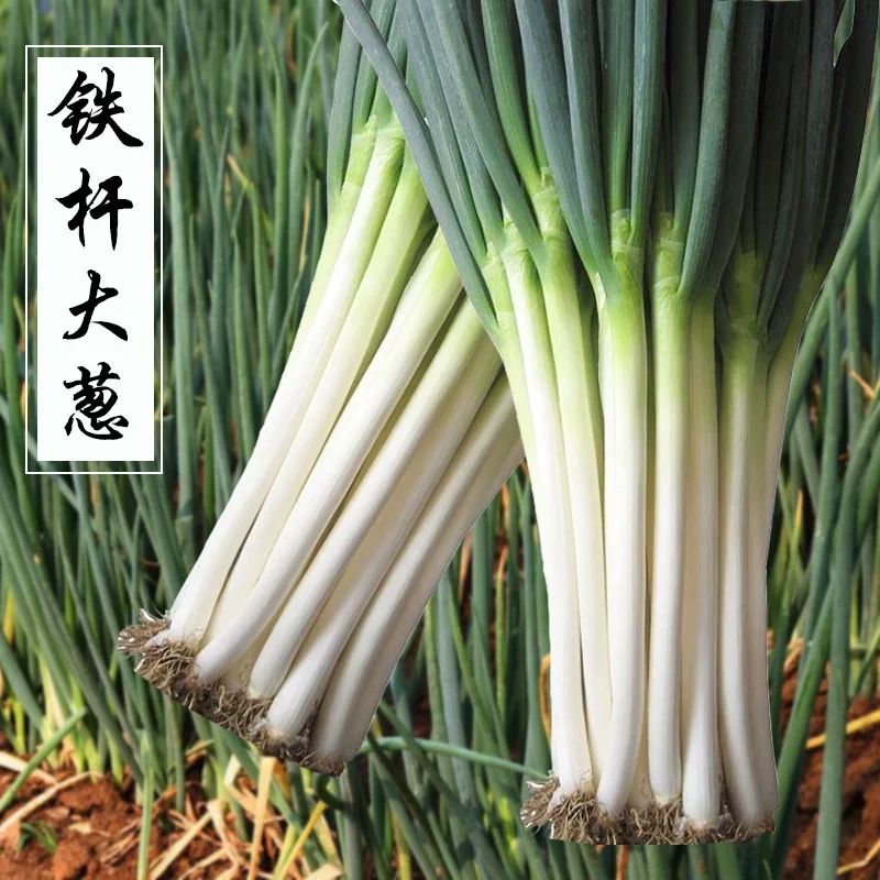 囧仙子山东安丘铁杆大葱新鲜蘸酱自家种植多规格 五斤大葱