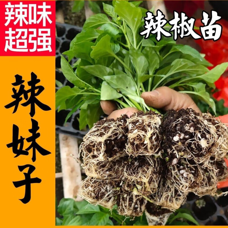 苗香辣辣椒种苗秧苗尖椒线椒螺丝椒甜椒青椒苗种 辣妹子辣椒苗 5棵