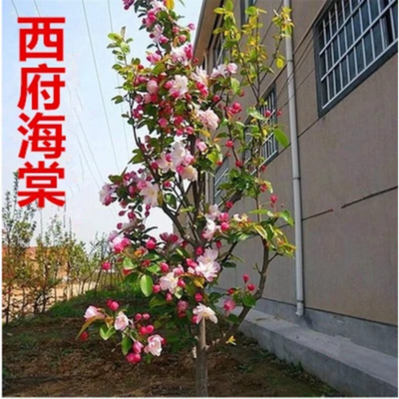 高杆树苗海棠苗海棠小苗庭院绿化苗木盆栽树苗地载南方北方种植树苗