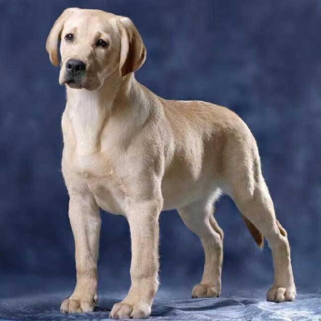 拉布拉多幼犬宠物狗纯种血统狗狗活体更多狗狗奶油色黑色大型犬犬先用
