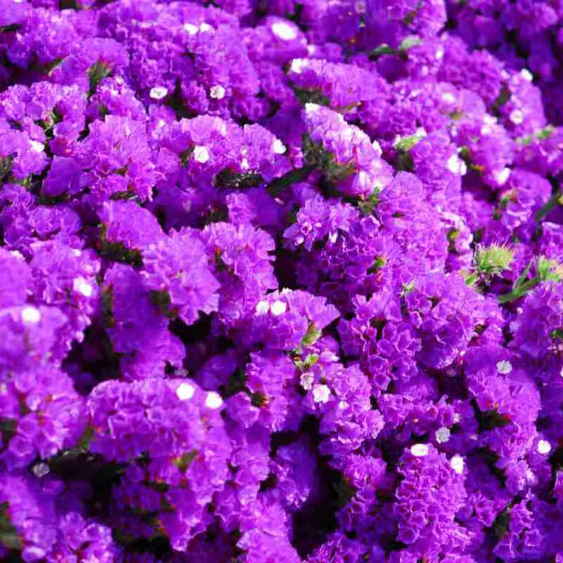 花勿忘我种子四季开花易种花籽多年生勿忘草庭院阳台花卉 切花勿忘我