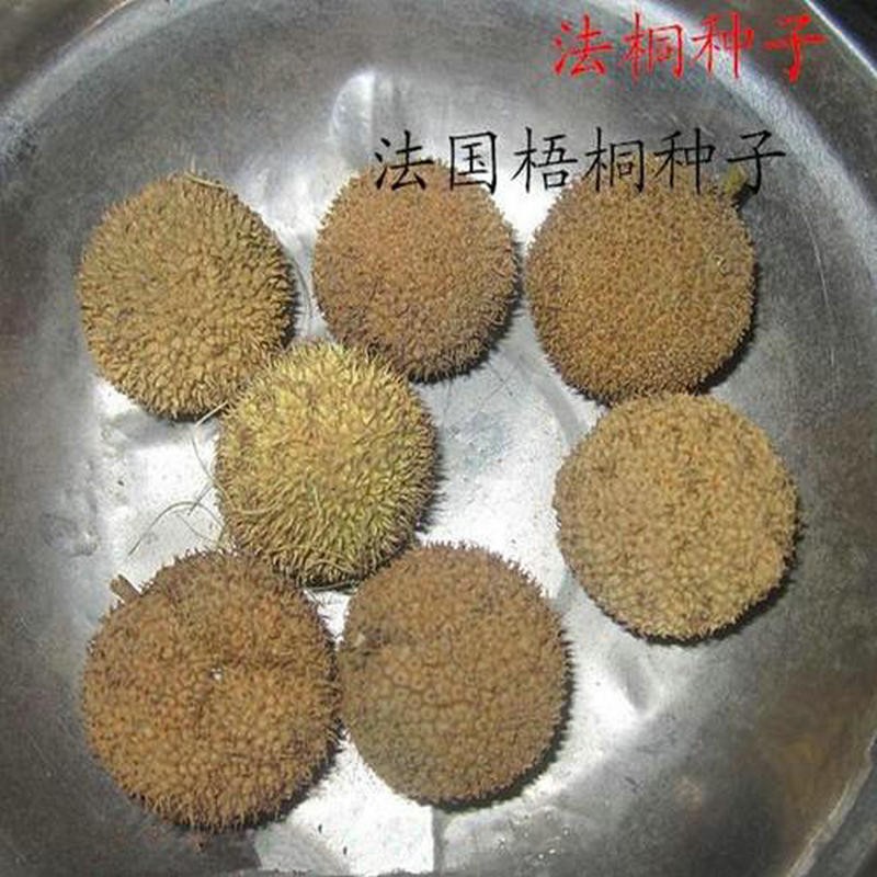 新采收青桐种子青桐树种青皮梧桐树种法桐种子油桐海桐籽蓝花泡桐籽