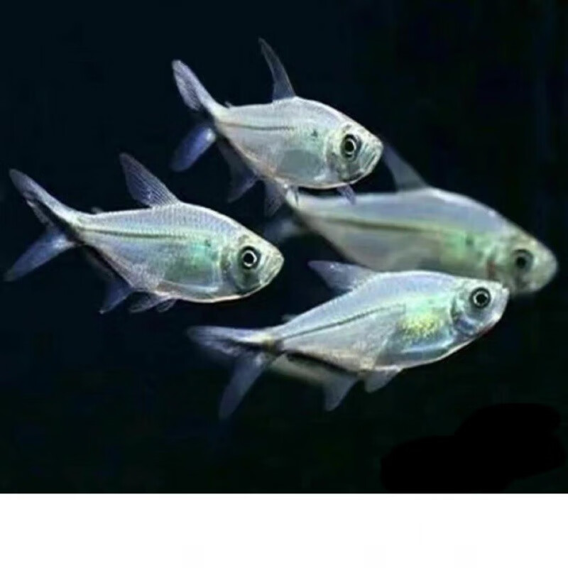 观赏鱼草缸一眉道人红眉黑尾大勾灯科鱼混养群游易养 黑尾大勾3-4厘米