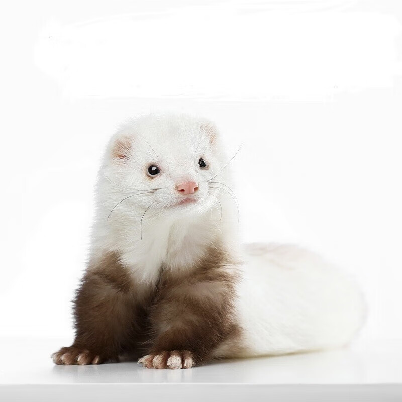 宠物貂雪貂活体 雪貂幼崽活宠 异宠 貂小型迷你宠物 香槟色