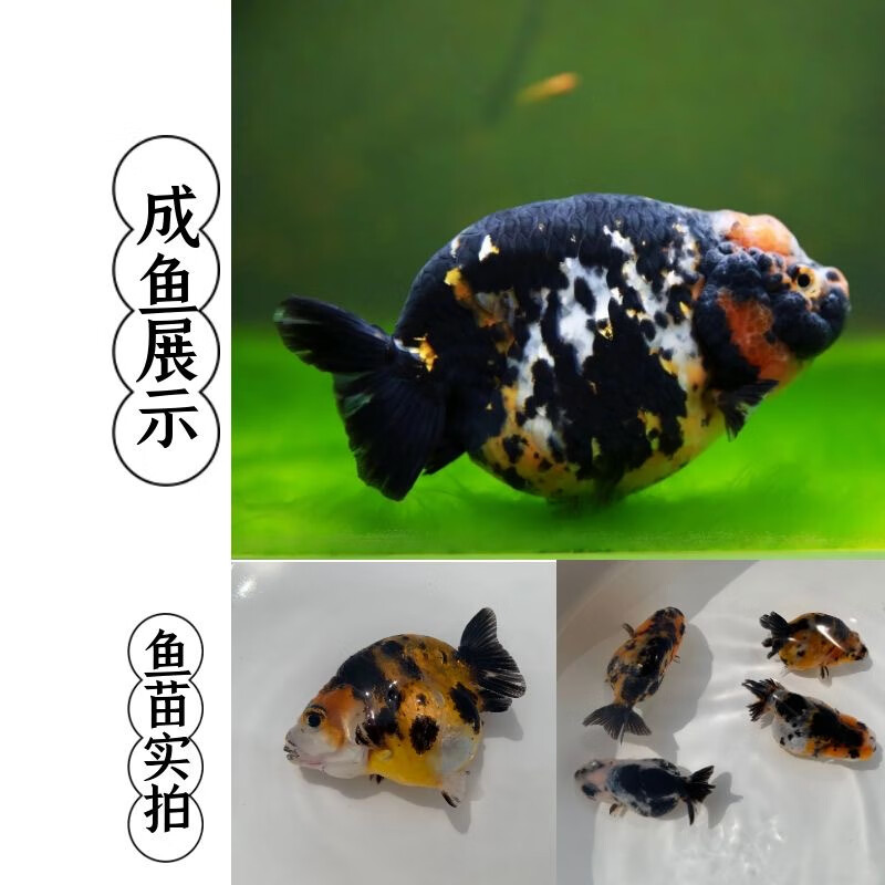 金鱼活体精品观赏鱼冷水淡水活体水族宠物金鱼 7-8cm精品重墨兰寿1条