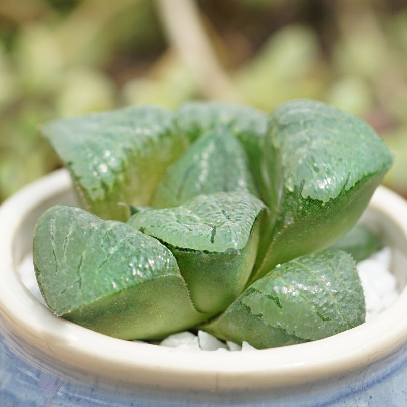 玉露多肉系列植物十二卷科室内办公室桌面小盆栽肉肉花卉 阿寒湖4-5cm