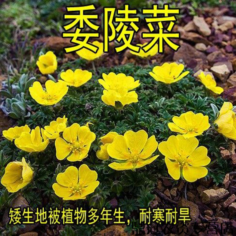 委陵菜花种子委菱菜籽多年生地被植物白头翁蛤蟆草耐寒草种籽室外