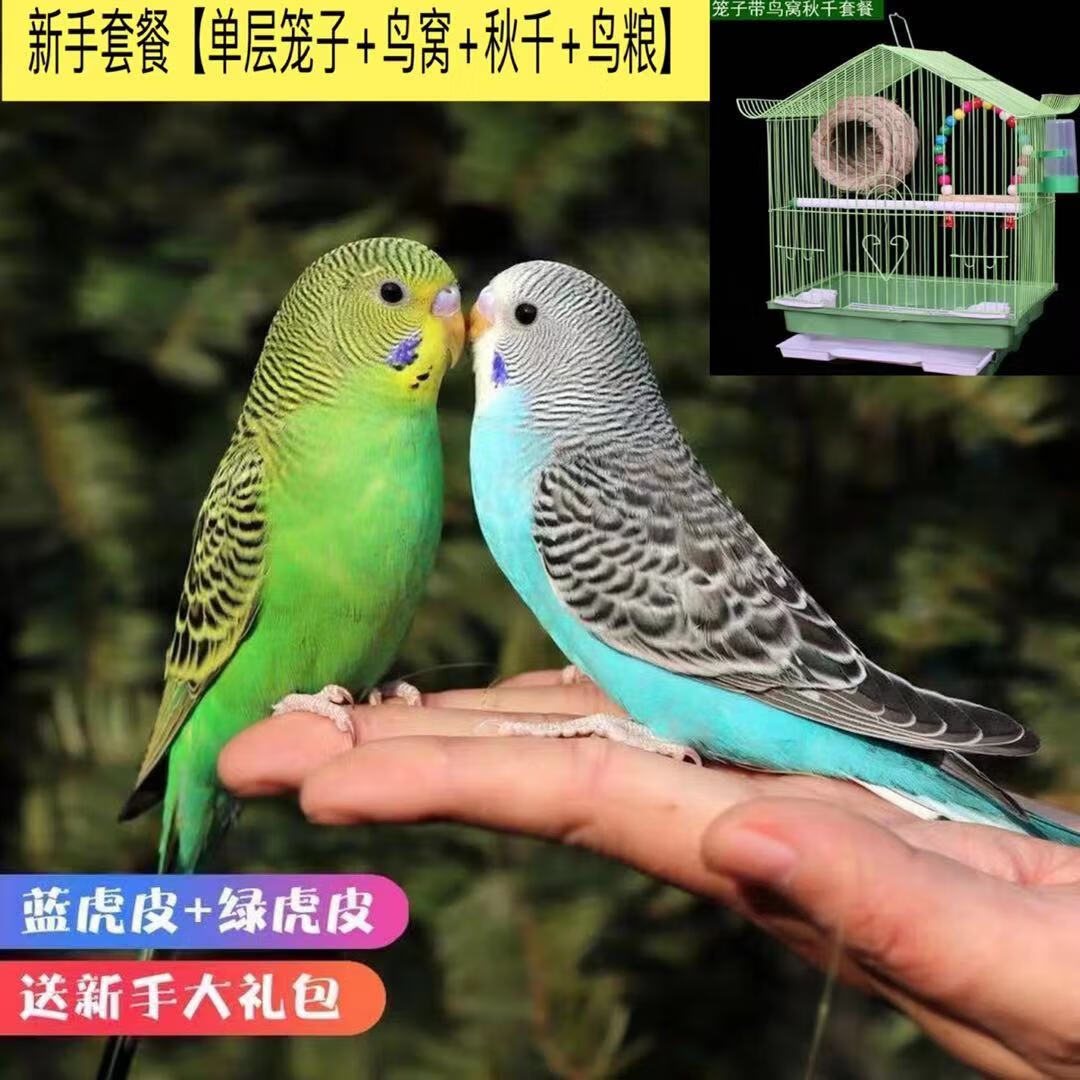 虎皮鹦鹉鸟活体鸟粮小型鸟笼手养云班会说话幼鸟活物宠物鹦鹉活鸟 绿