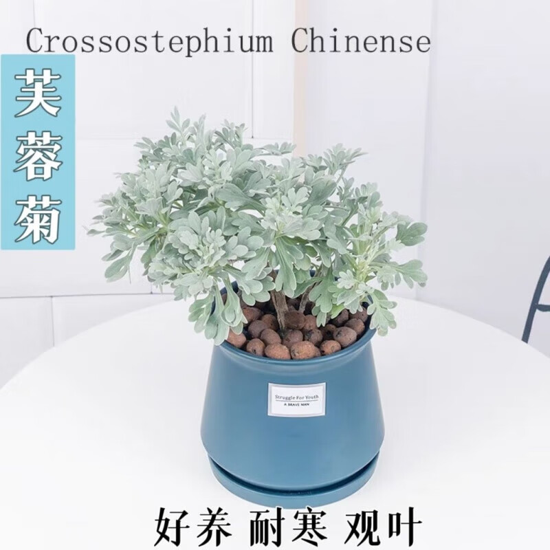 芙蓉菊盆栽老桩玉芙蓉海芙蓉苗雪艾盆景花卉绿植阳台庭院耐寒 芙蓉菊