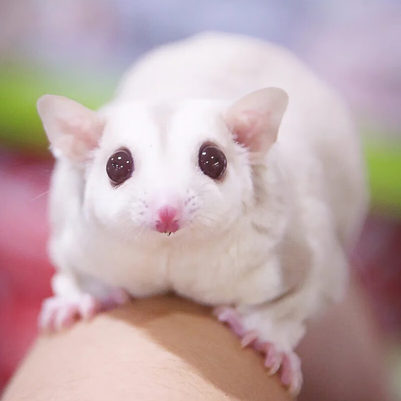 澳洲蜜袋鼯鼠幼崽蜜袋鼬飞鼠网红送随身口袋小蜜袋鼠宠物蜜袋鼯 饲养
