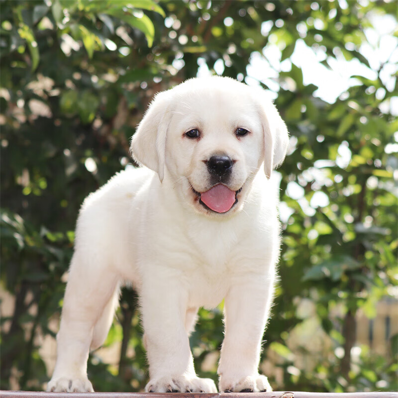 宠汪宠喵 拉布拉多幼犬奶白色 狗狗活体 纯种拉布拉多幼犬宠物狗狗幼