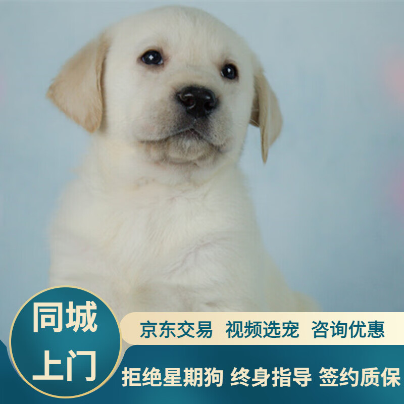 宁宠 拉布拉多犬拉布拉多幼犬拉不拉多宠物狗狗活体小狗崽导盲犬活物