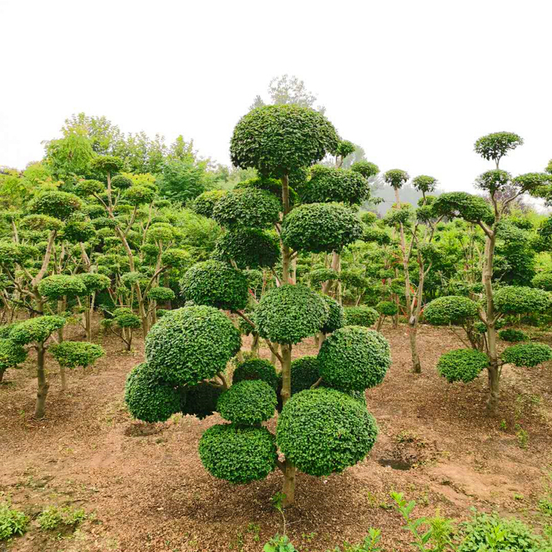 盆景树桩球形树苗庭院别墅精品植物小区绿化 2米高独杆造型 原土发货