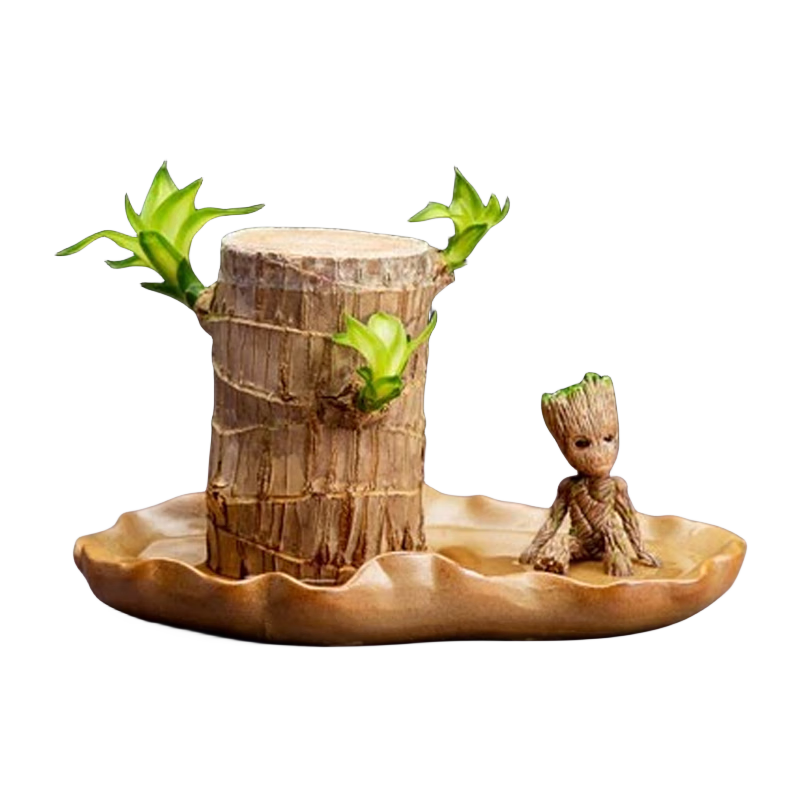 ���Ű���ľ��³������ľ����ˮ����ֲ�������Դ�ѿ����С����ˮ��ֲ�� ˫ѿ5-6cm-��8cm+�״���+��³��