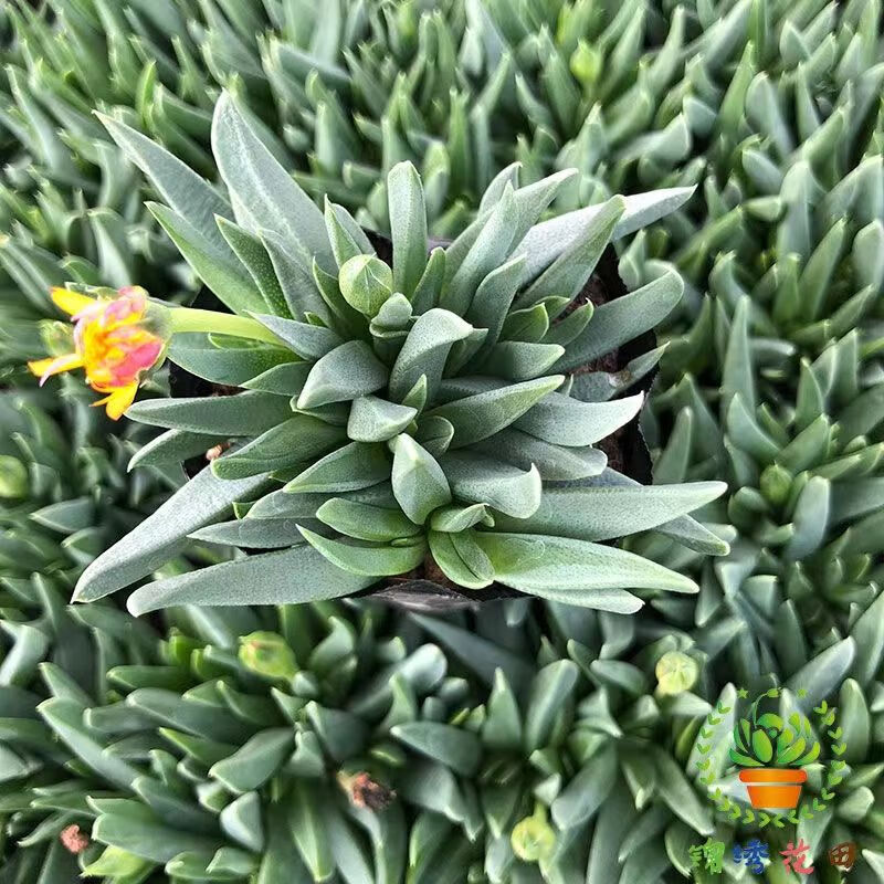 卉双黄花照波多肉植物多肉老桩群生开花多肉肉肉花卉 黄花照波小苗2-3