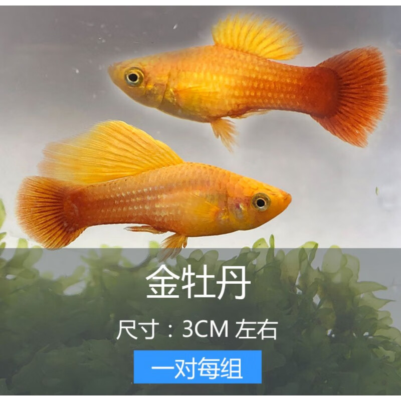 搭啵兔小型观赏鱼曼龙鱼珍珠马甲丽丽鱼活体淡水宠物鱼马甲球鱼好养易