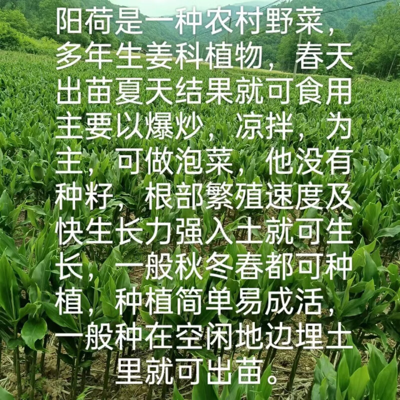 种植洋荷姜洋荷种牙野生多年生蔬菜 紫色本地洋河根牙1斤(地边种植)