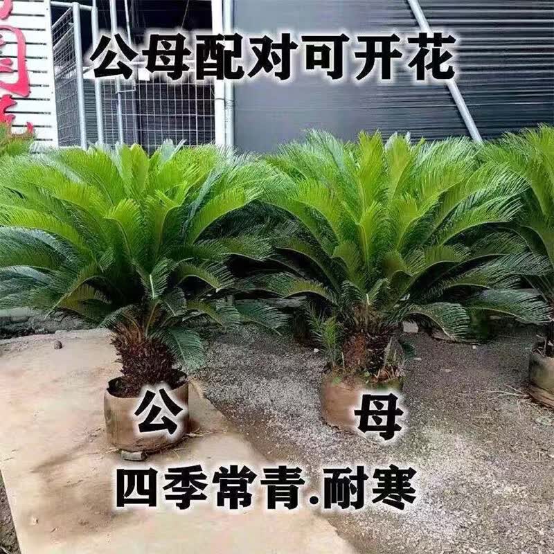 公母庭院室外四季常青大型花卉室内植物好养绿植名 铁树球茎3-4一颗