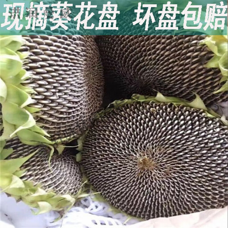 悦萝新鲜向日葵花盘农家特产现摘现发原味葵花头葵花瓜子籽 2中新鲜葵