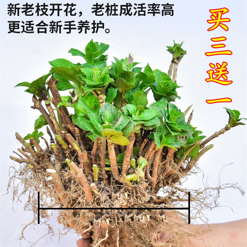 頑冒绣球花苗八仙花盆栽庭院阳台耐寒植物无尽夏花苗四季开花老桩花卉 八仙变色绣球【推荐】+肥料 12年精品老桩开花爆【别墅推荐】